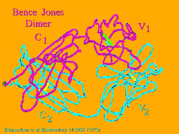 20 Bence Jones Dimer 5/22/2021 