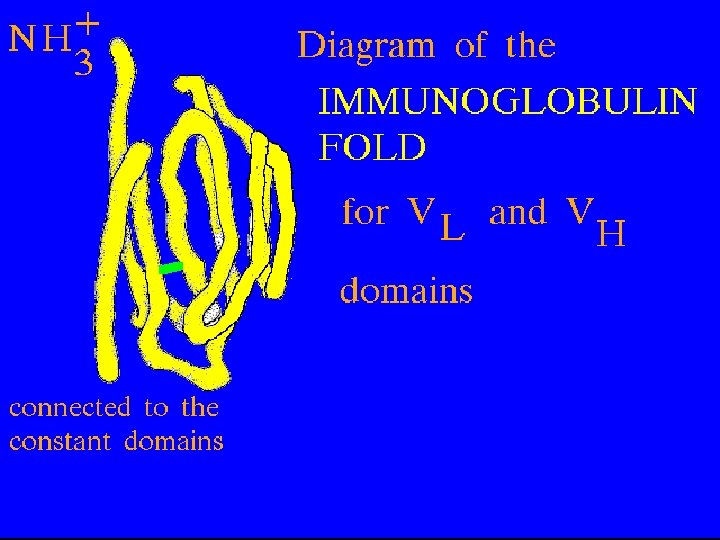 22 Ig Fold: Variable domains 5/22/2021 