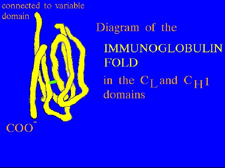 23 Ig fold: Constant domains 5/22/2021 