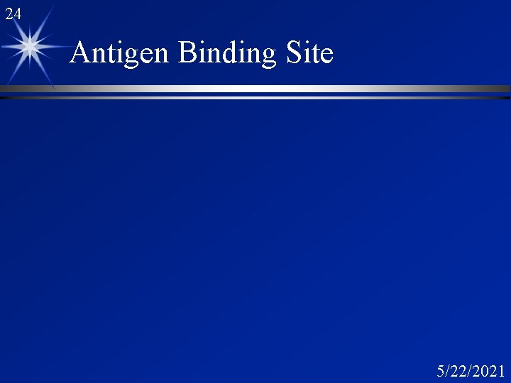 24 Antigen Binding Site 5/22/2021 