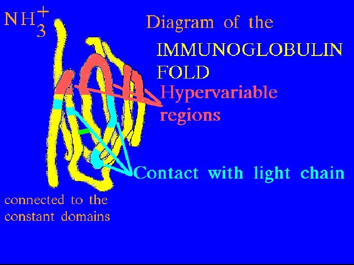 26 Ig Fold: hypervariable regions 5/22/2021 