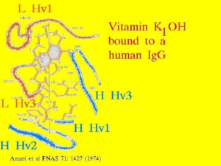 27 Vitamin K bound to Ig. G 5/22/2021 