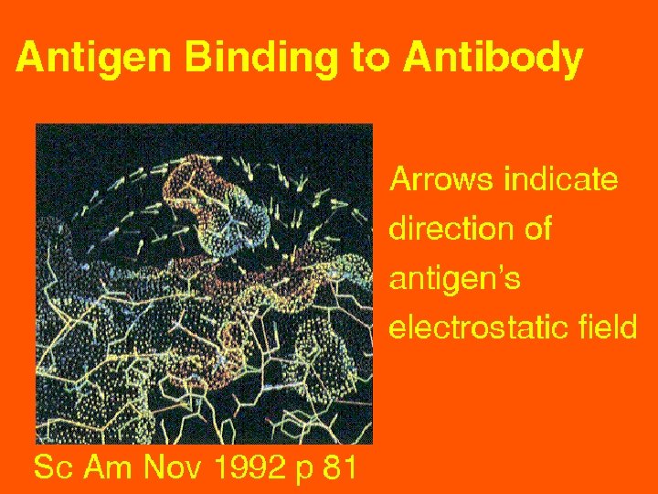 28 Antigen binding to Antibody 5/22/2021 