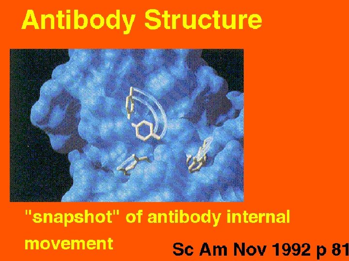 30 Antibody Structure: Internal movement 5/22/2021 