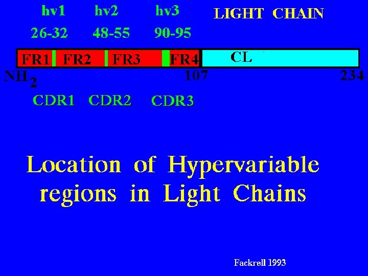 34 HV: light chains 5/22/2021 