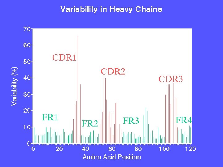 37 KW Heavy chains CDR 5/22/2021 