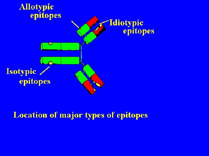 42 Isotypes, Allotype Idiotype 5/22/2021 