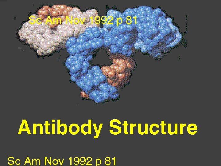 8 Antibody: Space filling model 5/22/2021 