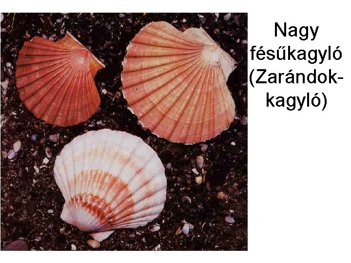 Nagy fésűkagyló (Zarándokkagyló) 