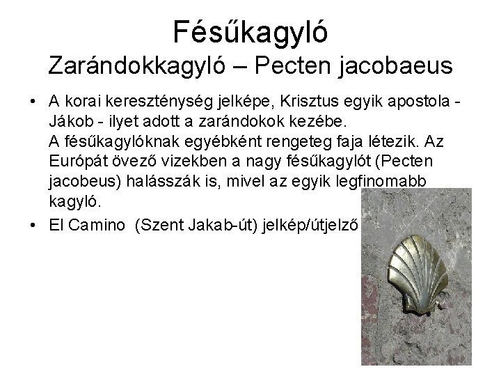 Fésűkagyló Zarándokkagyló – Pecten jacobaeus • A korai kereszténység jelképe, Krisztus egyik apostola Jákob
