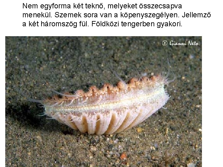 Nem egyforma két teknő, melyeket összecsapva menekül. Szemek sora van a köpenyszegélyen. Jellemző a