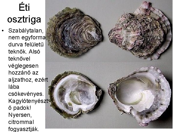 Éti osztriga • Szabálytalan, nem egyforma, durva felületű teknők. Alsó teknővel véglegesen hozzánő az