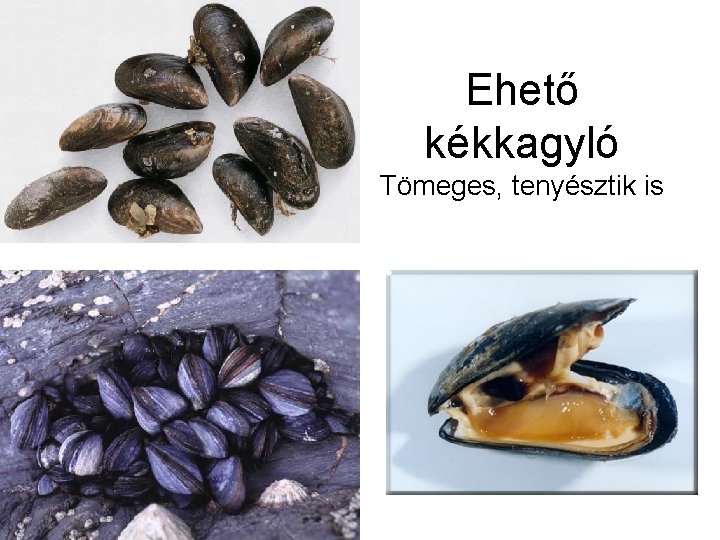 Ehető kékkagyló Tömeges, tenyésztik is 