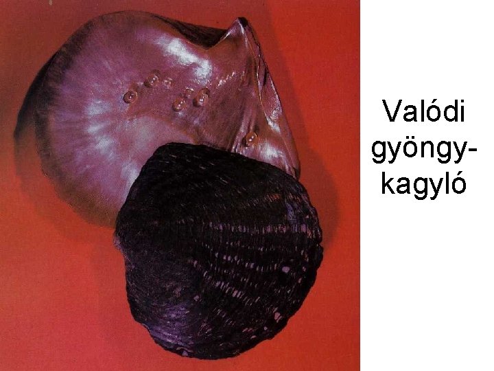 Valódi gyöngykagyló 