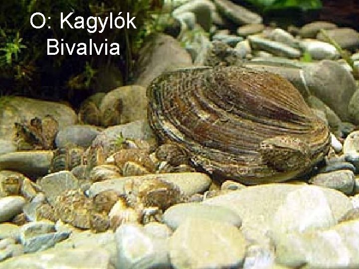 O: Kagylók Bivalvia 