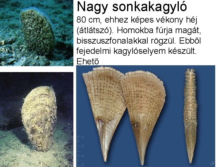 Nagy sonkakagyló 80 cm, ehhez képes vékony héj (átlátszó). Homokba fúrja magát, bisszuszfonalakkal rögzül.
