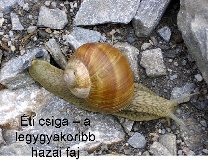 Éti csiga – a legygyakoribb hazai faj 