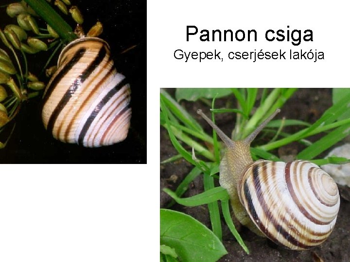 Pannon csiga Gyepek, cserjések lakója 