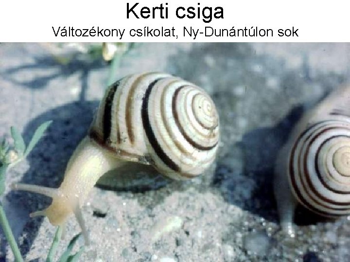 Kerti csiga Változékony csíkolat, Ny-Dunántúlon sok 