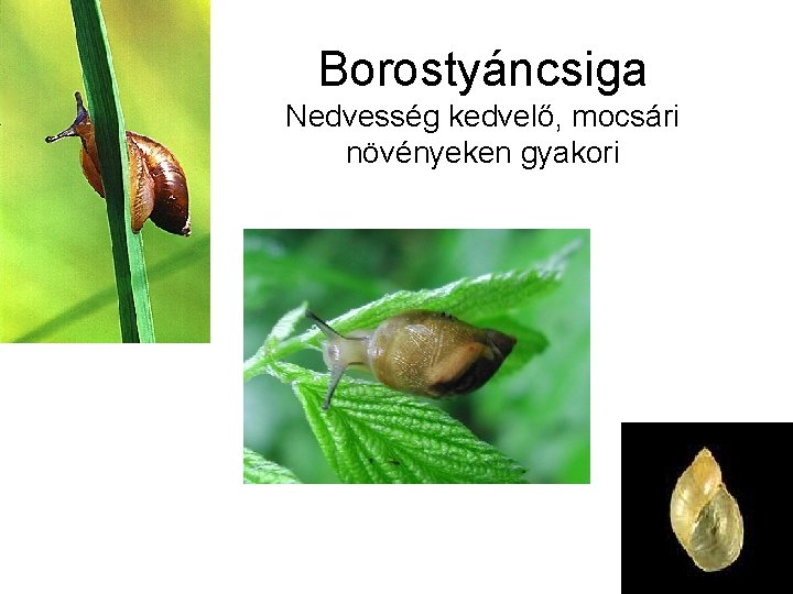 Borostyáncsiga Nedvesség kedvelő, mocsári növényeken gyakori 
