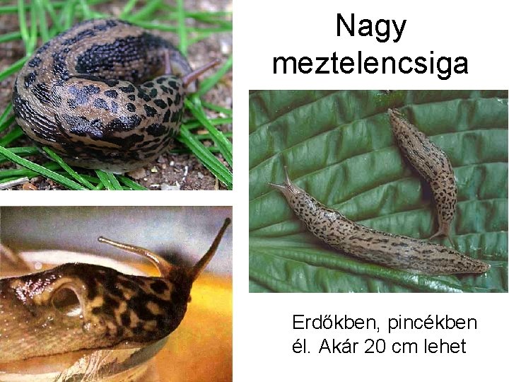 Nagy meztelencsiga Erdőkben, pincékben él. Akár 20 cm lehet 