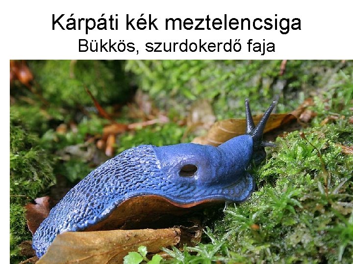 Kárpáti kék meztelencsiga Bükkös, szurdokerdő faja 