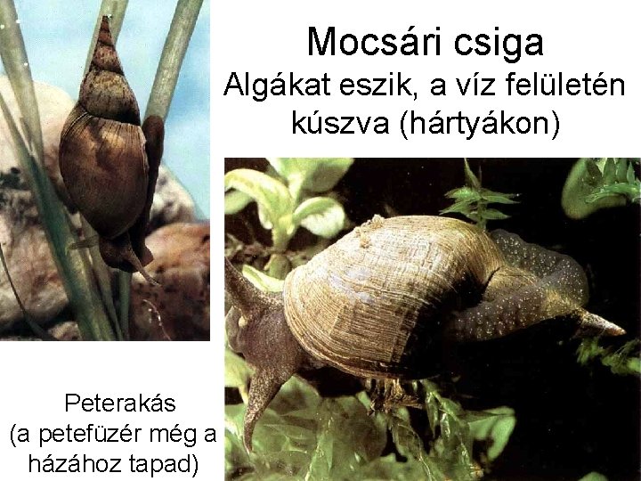 Mocsári csiga Algákat eszik, a víz felületén kúszva (hártyákon) Peterakás (a petefüzér még a