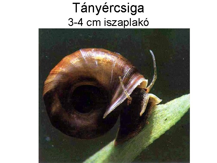 Tányércsiga 3 -4 cm iszaplakó 