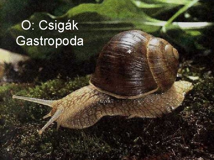 O: Csigák Gastropoda 