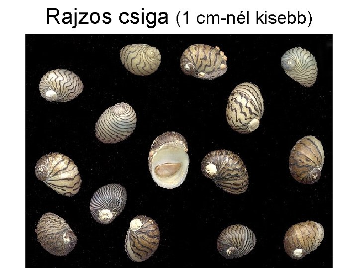 Rajzos csiga (1 cm-nél kisebb) 