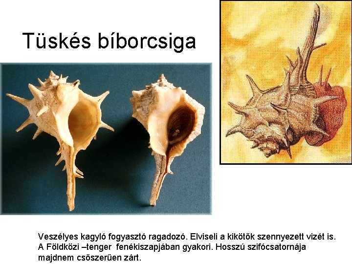 Tüskés bíborcsiga Veszélyes kagyló fogyasztó ragadozó. Elviseli a kikötők szennyezett vizét is. A Földközi