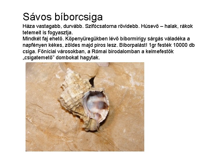 Sávos bíborcsiga Háza vastagabb, durvább. Szifócsatorna rövidebb. Húsevő – halak, rákok tetemeit is fogyasztja.