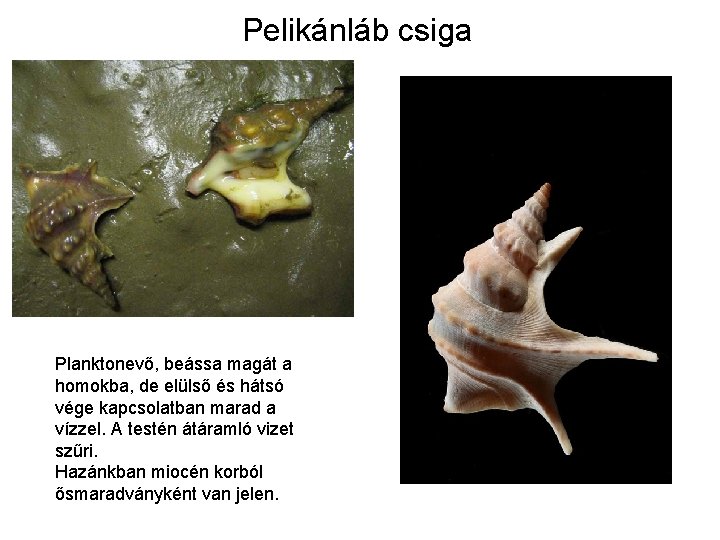 Pelikánláb csiga Planktonevő, beássa magát a homokba, de elülső és hátsó vége kapcsolatban marad