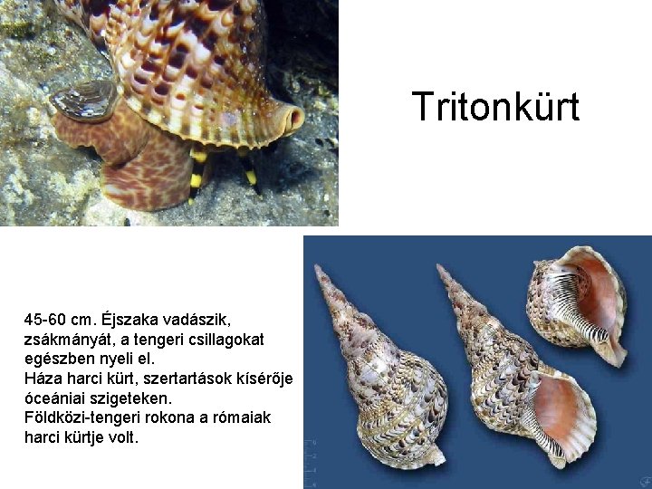 Tritonkürt 45 -60 cm. Éjszaka vadászik, zsákmányát, a tengeri csillagokat egészben nyeli el. Háza