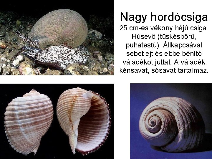 Nagy hordócsiga 25 cm-es vékony héjú csiga. Húsevő (tüskésbőrű, puhatestű). Állkapcsával sebet ejt és