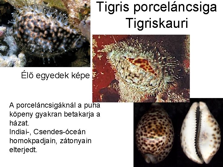 Tigris porceláncsiga Tigriskauri Élő egyedek képe A porceláncsigáknál a puha köpeny gyakran betakarja a