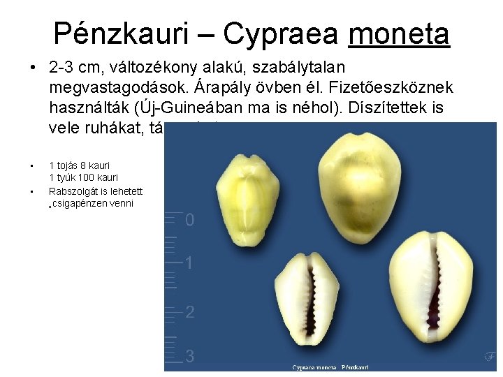 Pénzkauri – Cypraea moneta • 2 -3 cm, változékony alakú, szabálytalan megvastagodások. Árapály övben