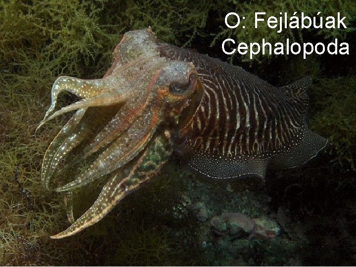 O: Fejlábúak Cephalopoda 