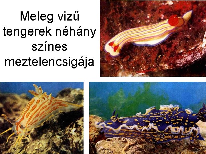 Meleg vizű tengerek néhány színes meztelencsigája 