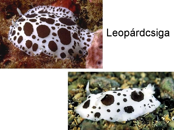 Leopárdcsiga 