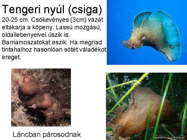 Tengeri nyúl (csiga) 20 -25 cm. Csökevényes (3 cm) vázát eltakarja a köpeny. Lassú