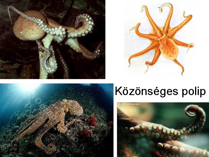 Közönséges polip 