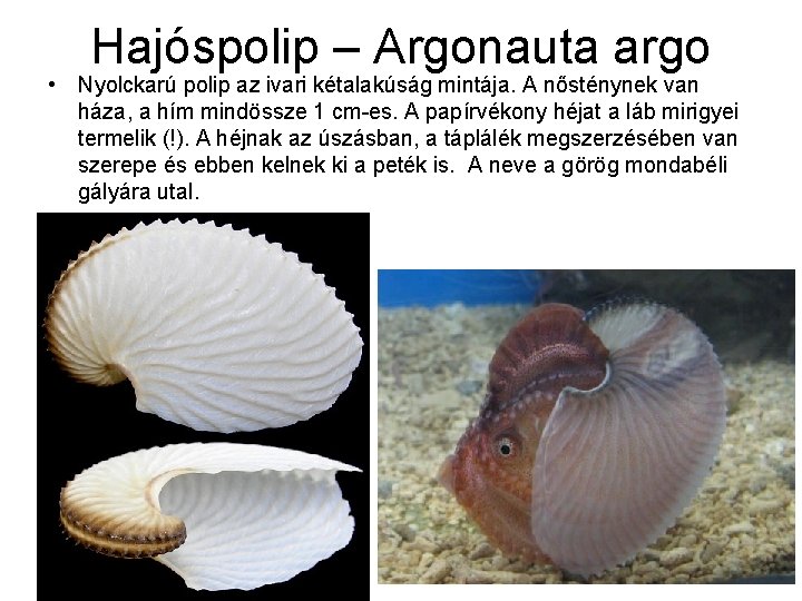 Hajóspolip – Argonauta argo • Nyolckarú polip az ivari kétalakúság mintája. A nősténynek van
