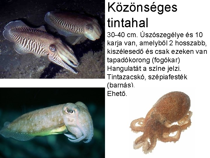 Közönséges tintahal 30 -40 cm. Úszószegélye és 10 karja van, amelyből 2 hosszabb, kiszélesedő