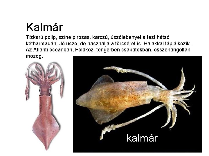 Kalmár Tízkarú polip, színe pirosas, karcsú, úszólebenyei a test hátsó kétharmadán. Jó úszó, de