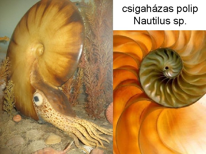 csigaházas polip Nautilus sp. 