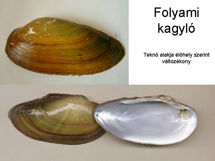 Folyami kagyló Teknő alakja élőhely szerint változékony 