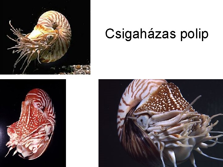 Csigaházas polip 