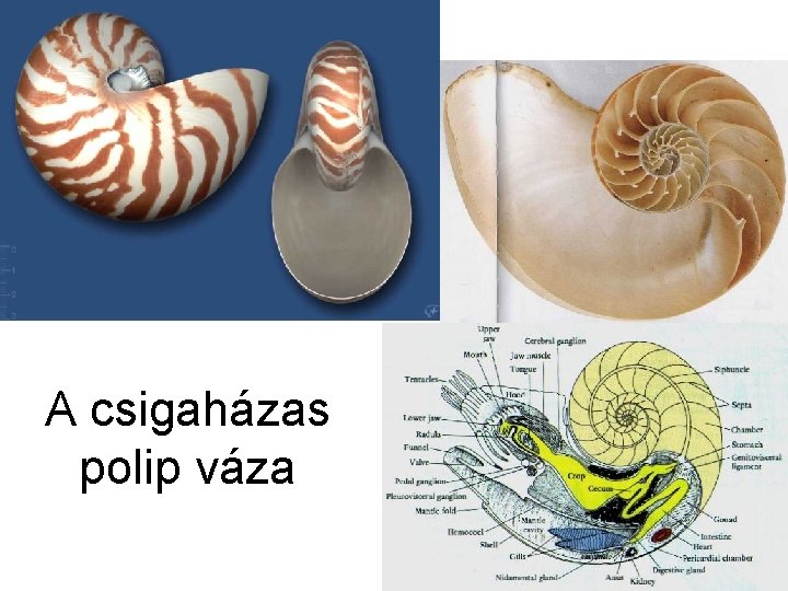 A csigaházas polip váza 