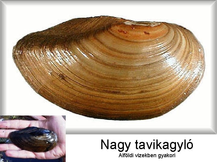 Nagy tavikagyló Alföldi vizekben gyakori 